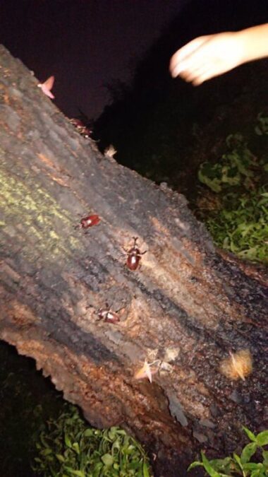 いざカブトムシ採取 何気に狙い目 雨上がりの夜 ぶーちゃんばあばの畑