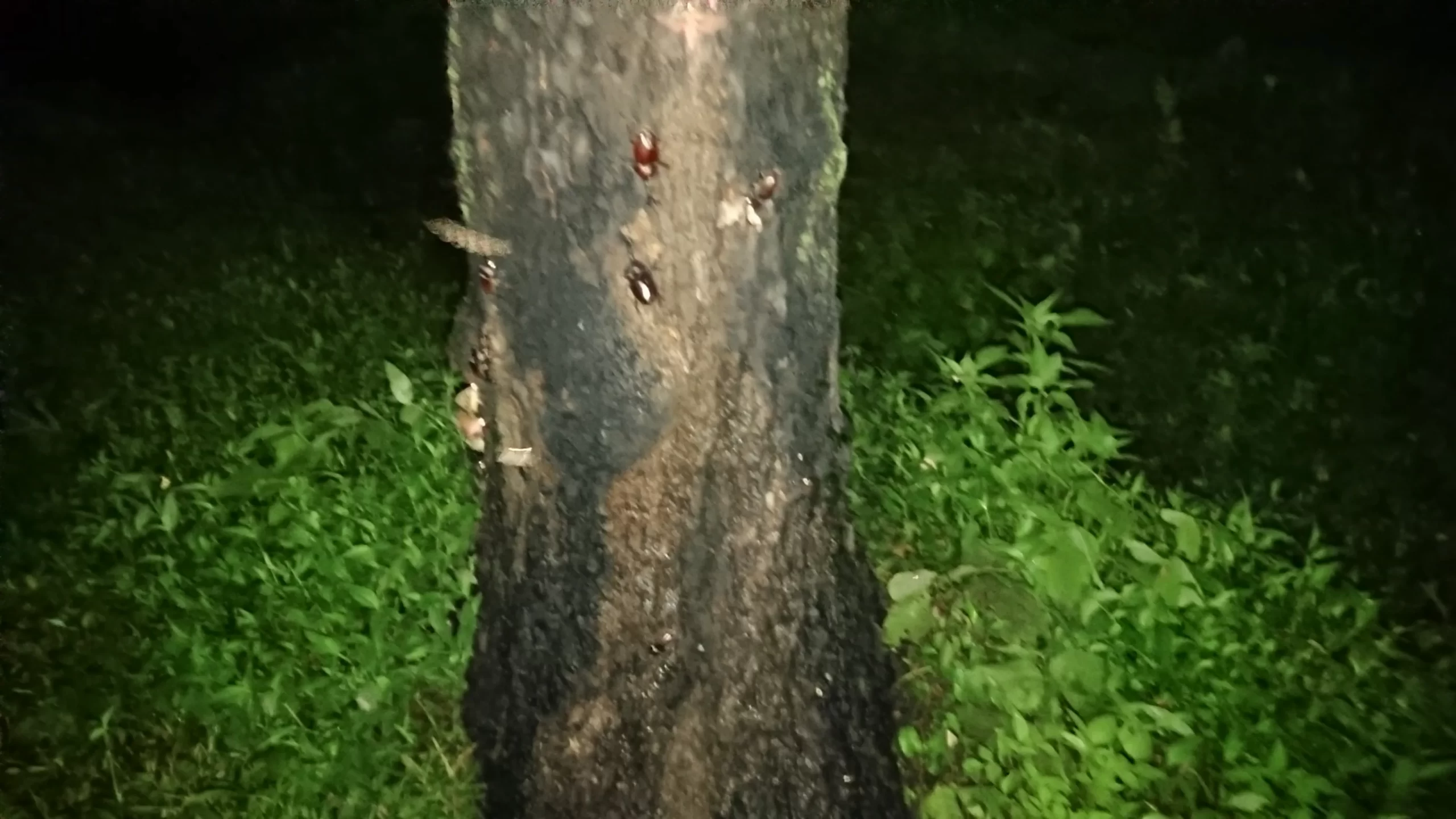 雨上がりの木とカブトムシ