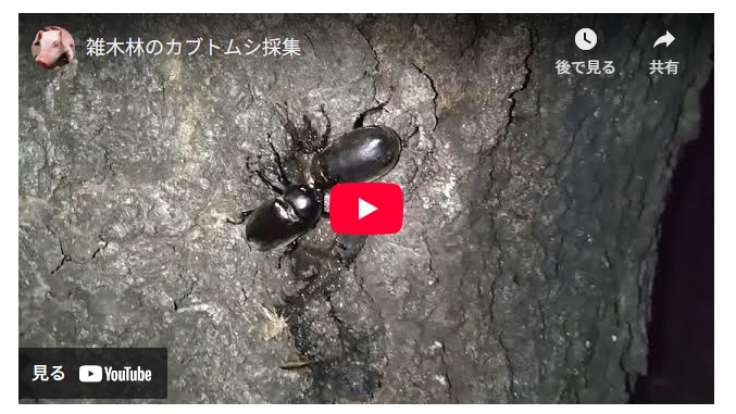 カブトムシの様子動画リンク