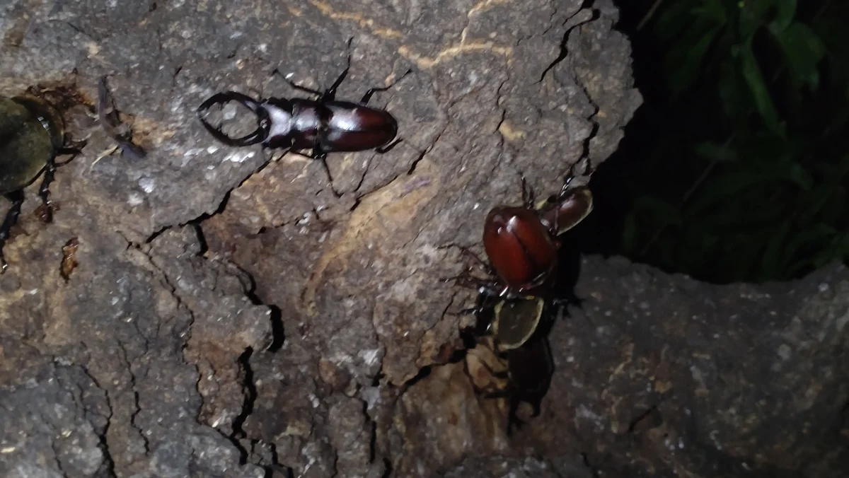 親子で楽しむ！カブトムシ・クワガタ採集の記録とヒント集！