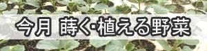 今月植えられる野菜